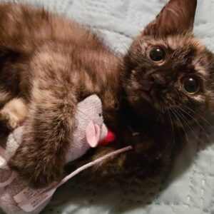 kitten playing with mouse