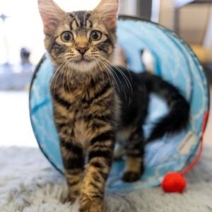 kitten in tube toy