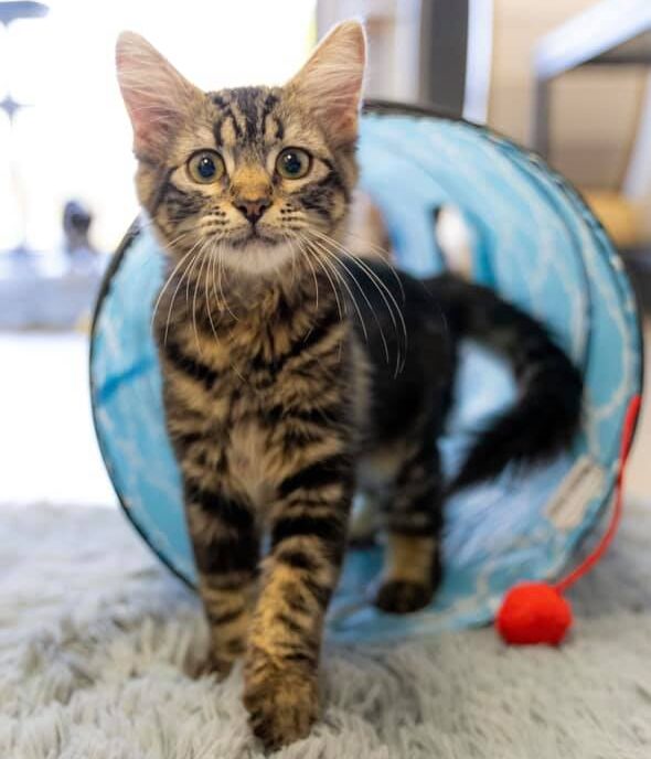 kitten in tube toy