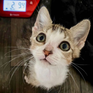 kitten weighing just over 2 pounds