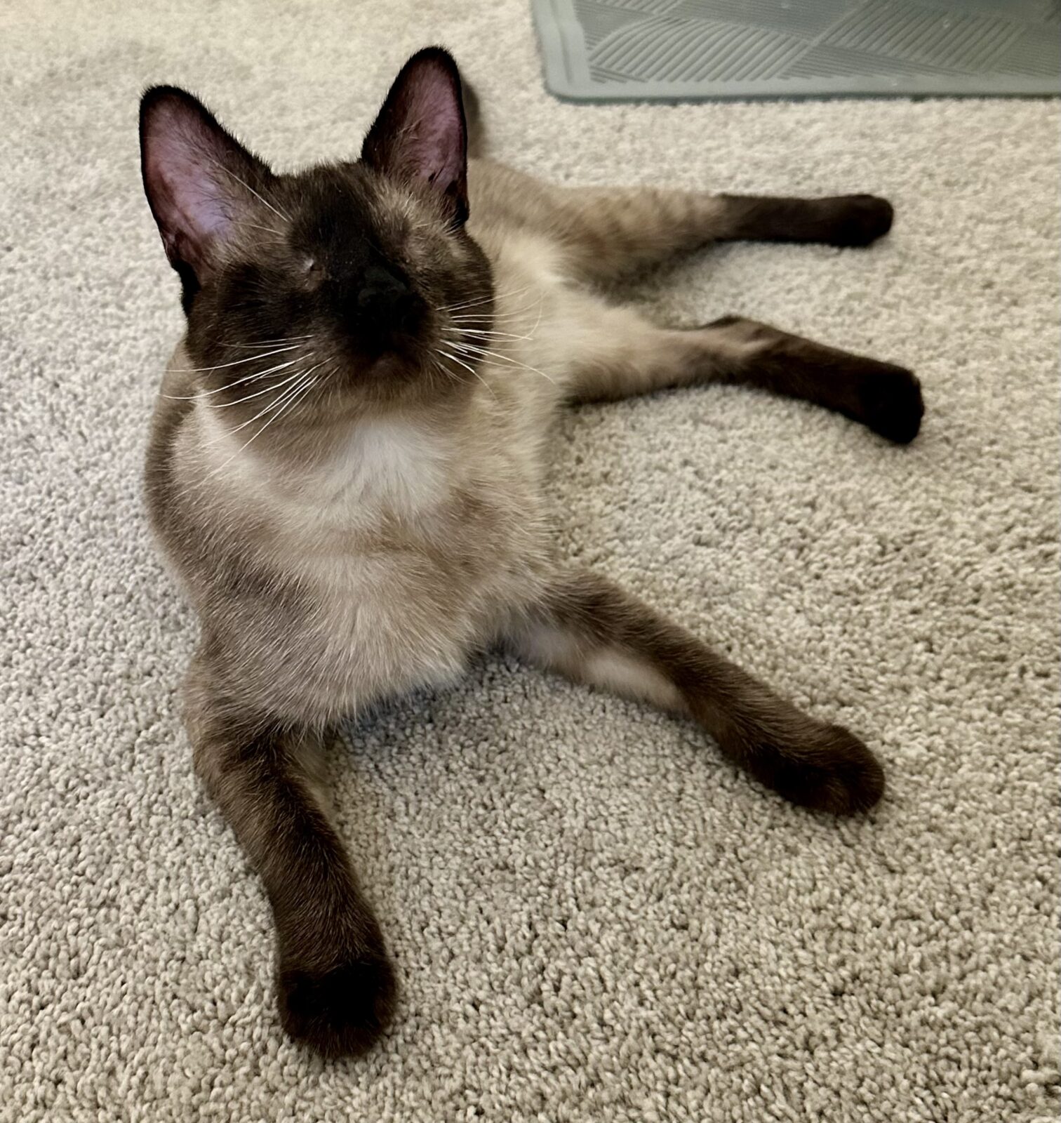 A Siamese kitten with no eyes faces the camera looking alert